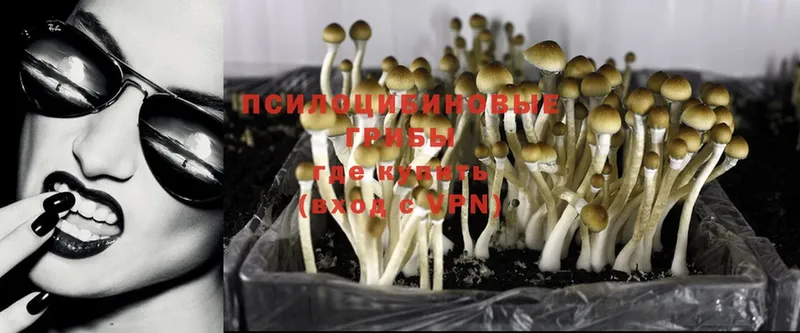 Галлюциногенные грибы Psilocybine cubensis  Ковров 